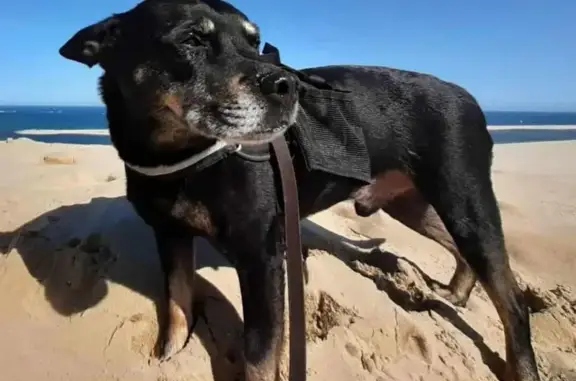 Animaux perdus , photo: Chien perdu à Châtillon, 15 ans, gentil
