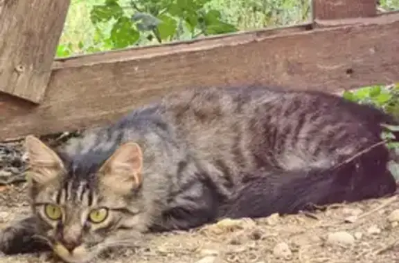 Chat trouvé : cherche propriétaire à Saint-Paul - photo