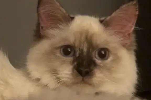 Chatte blanche et chatons perdus à Massieu - photo