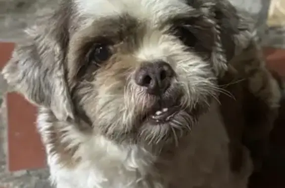 cachorro encontrada