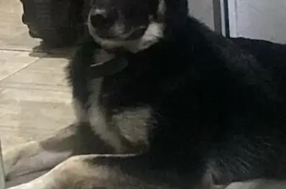 cachorro desaparecida