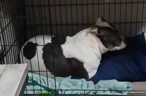 Missing dog Fort Worth, photo: Lost Dog: White & Grey, Fort Worth Area