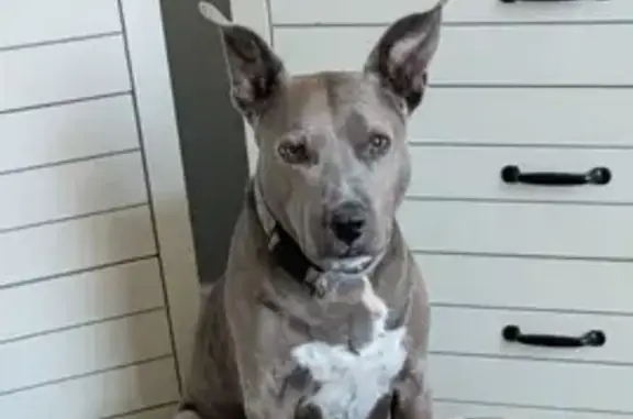 Lost Dog: Pink Collar, Friendly, Columbia