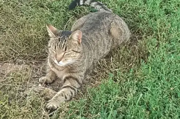 Animaux perdus , photo: Chat perdu, patte tordue, Rouvres-en-Xaintois