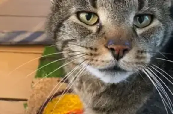 Lost and found pets , photo: Lost: Friendly Older Male Tiger Cat