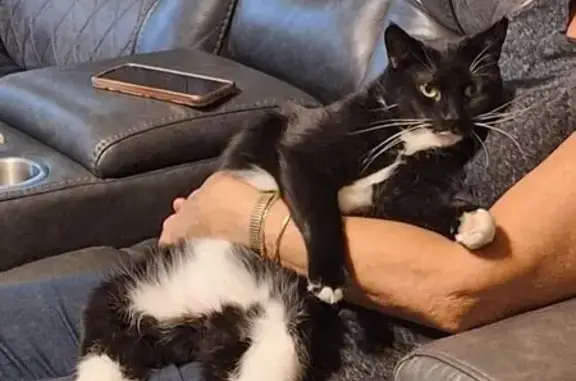 Help Find Lava: Lost Tuxedo Cat in Cleveland