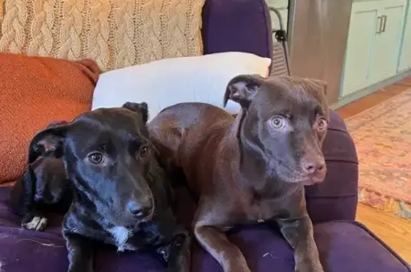 Found dog St. Louis, photo: Found: Young Dogs on Texas Ave, St. Louis