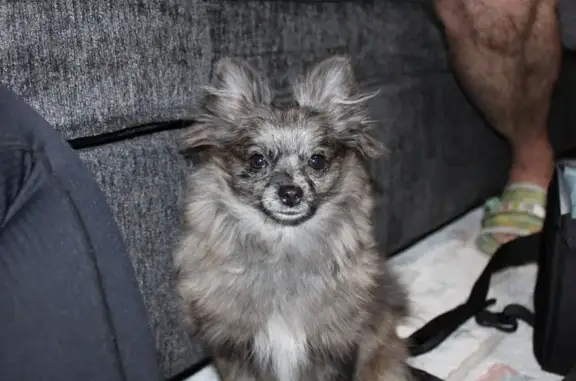 Lost: Friendly Grey Dog Near Liberty Ave
