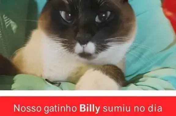 gato desaparecida