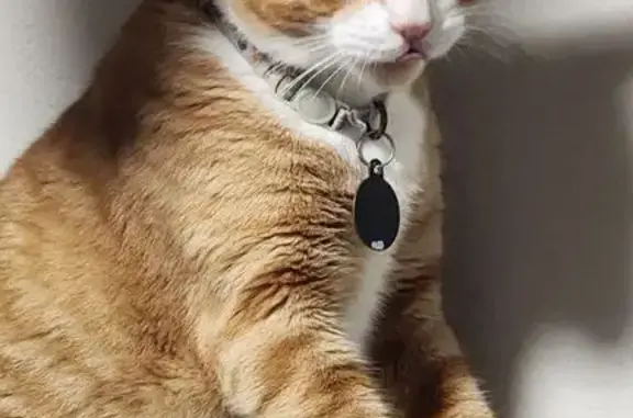 Help Find Dobby: Lost Orange Tabby Cat