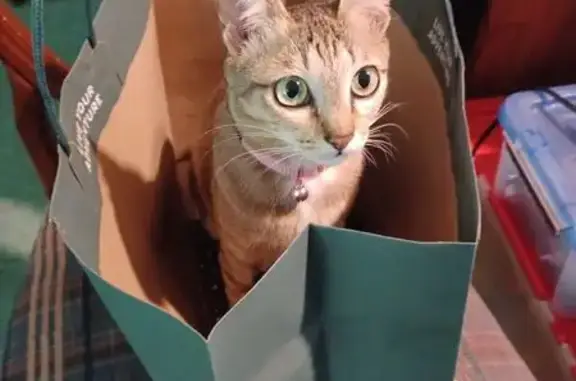 Lost Beige Tabby Cat in Bothell Area