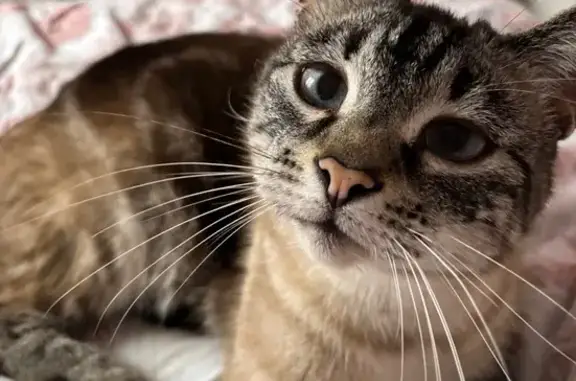 Animaux perdus Loos, photo: Chat perdu: noir crème/blanc, yeux bleus, Loos