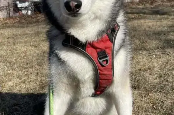Lost Dog: Apollo in Red Harness Found