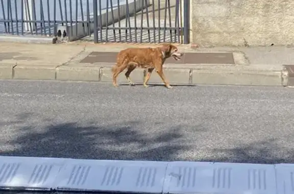 Chien trouvé Perpignan, photo: Chien roux trouvé, collier gris, Perpignan