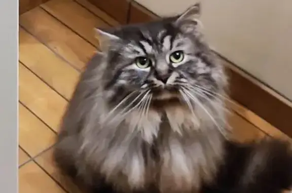 Chat mâle gris perdu à Boos - photo