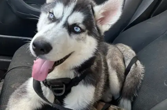Lost Dog: Black & White in Memphis