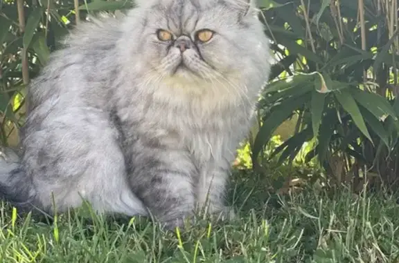 Animaux perdus Vernon, photo: Chat Persan gris perdu à Vernon