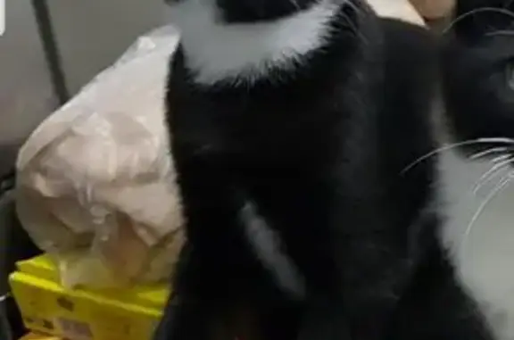 Chat noir et blanc perdu, collier rouge - photo