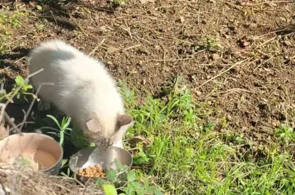 Animaux trouvés , photo: Chatte trouvée, secteur rue des Acacias