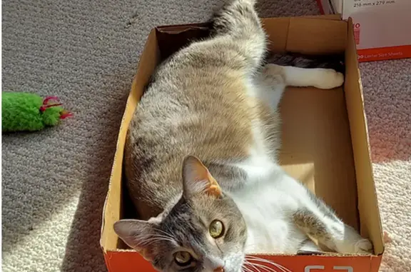 Missing Cat: Gray & White, Answers to PP