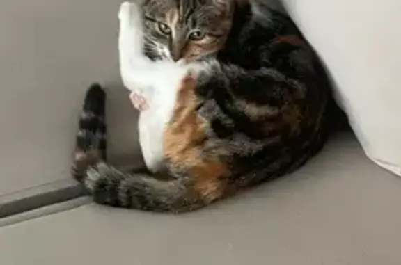 Chatte perdue, petite, patte blanche, Valenton - photo