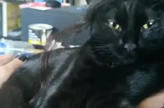 Animaux perdus Bourg-la-Reine, photo: Petite chatte noire perdue à Bourg-la-Reine