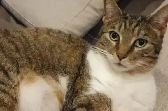 Lost Tuxedo Tabby: Loki Missing!