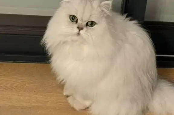 Chat perdu, Beaune, photo: Chat perdue, blanche, taille moyenne, Beaune