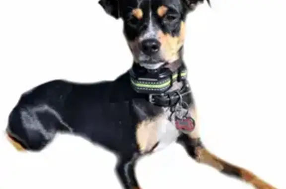 Missing dog , photo: Help Find Rascal: Lost Min Pin in Magna