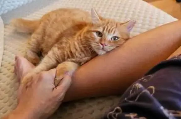 Lost Mainecoon: Orange, Fluffy, Timid