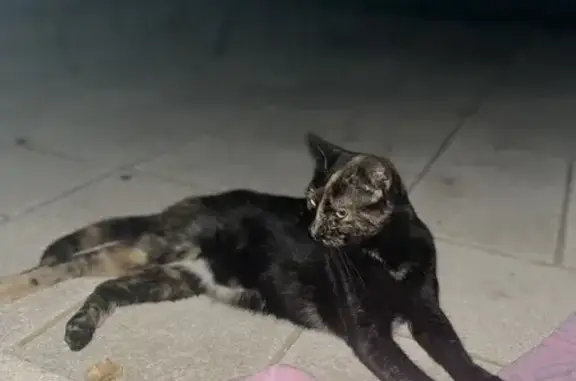 Chatte perdue à Agen, écaille de tortue - photo