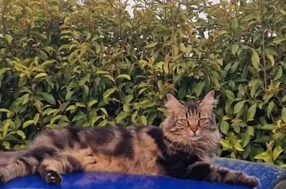 Chat perdu, Brignoles, photo: Chatte tricolore perdue à Brignoles