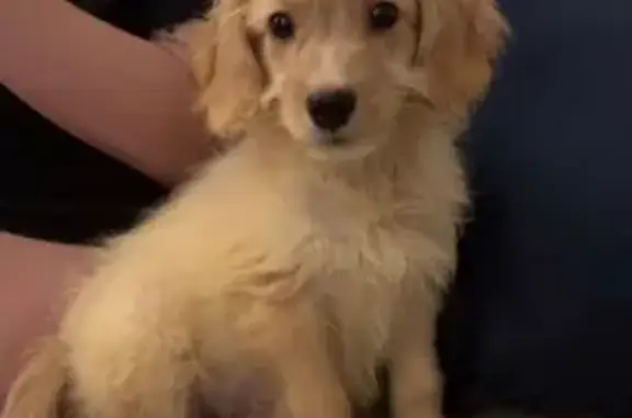Lost: Friendly Golden Retriever Cross