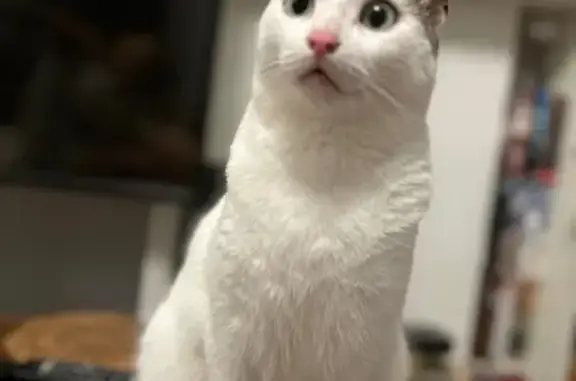 Animaux perdus Savigny-sur-Orge, photo: Chat perdu : Petit blanc, oreilles grises