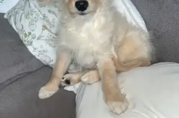 Lost pets , photo: Lost: Friendly Golden Retriever Cross