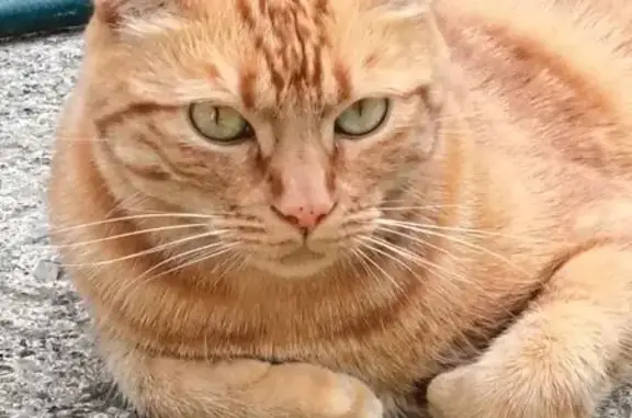 Chat roux 3 ans perdu, rue André Rebuffat - photo