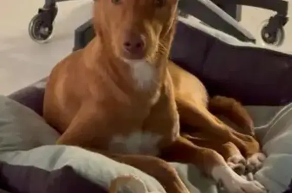 Perro encontrado Valencia, foto: Perro Canela Rescatado en València: Sin Chip