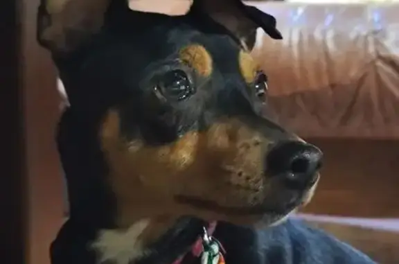 Perro encontrado , foto: Perro Encontrado en Plaza Jun: ¡Ayuda!