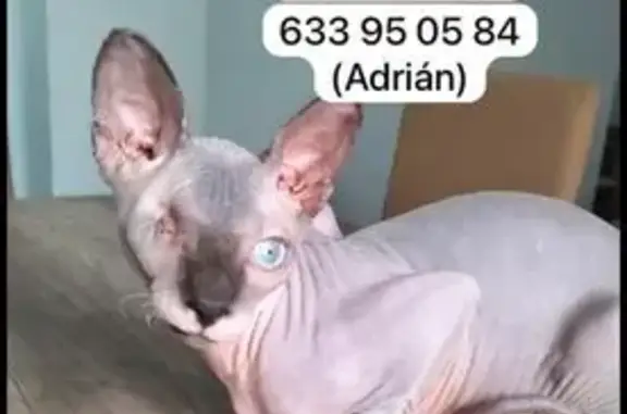 Blue, gato egipcio perdido en Valencia