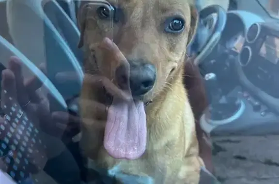 Chien trouvé , photo: Chien roux trouvé Rue Saint-Blaise, Nézel