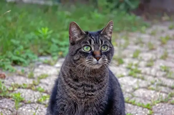 Chatte perdue, 11 ans, rue du Bon Voisin - photo