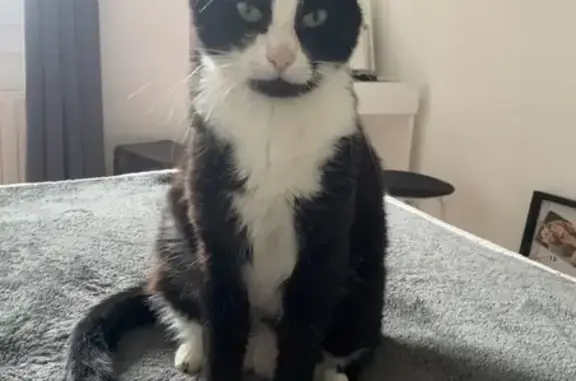 Chatte perdue, noire/blanche, nez rose, Savigneux - photo