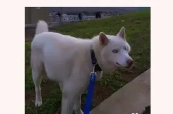 cachorro desaparecida