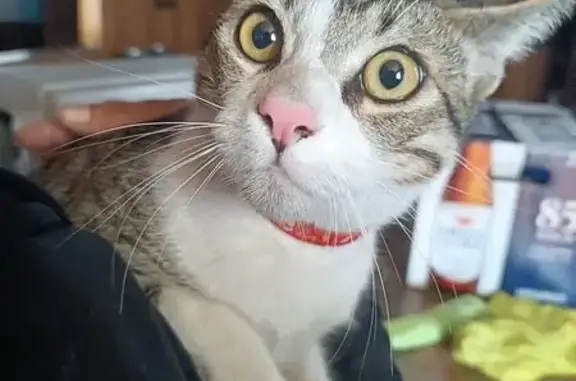 Gato encontrado , foto: Gato Gris y Blanco con Collar Rojo en CDMX