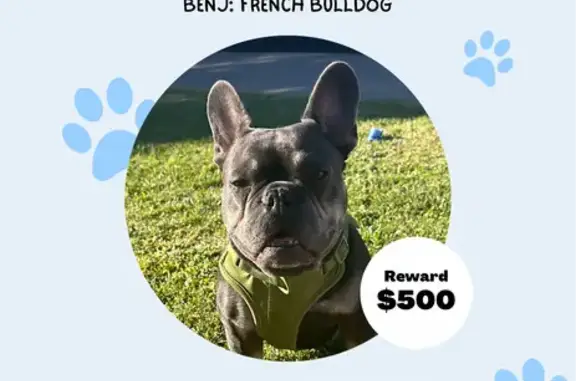 Missing dog Phoenix, photo: Help Find Blue: Lost Dog in Phoenix
