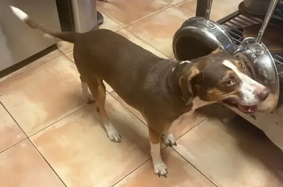 Found dog Jacksonville, photo: Found Young Dog with AirTag in Jacksonville