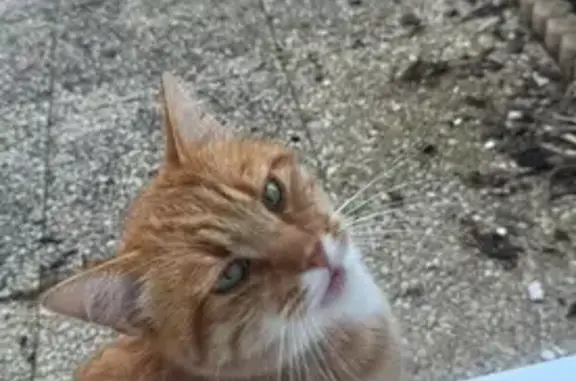 Animaux trouvés , photo: Chat trouvé rue des Bouvreuils, Longué-Jumelles
