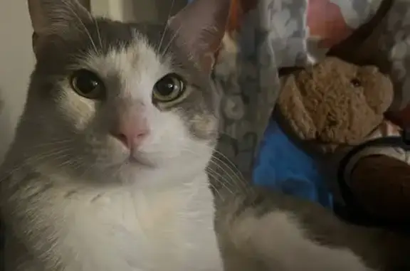 Lost Talkative Cat: Hazel Eyes in Billerica