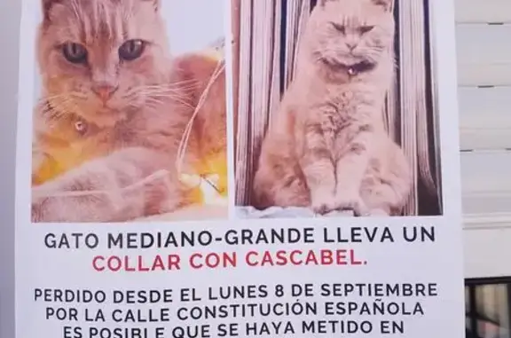Perdido: Gato Rojo con Cascabel en Malagón