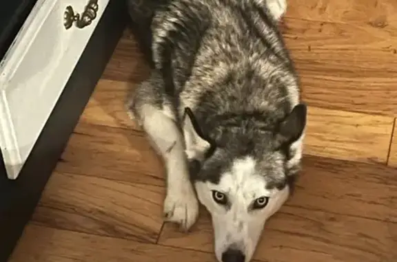 Found dog Wichita, photo: Found Husky: Black & White, Wichita Area